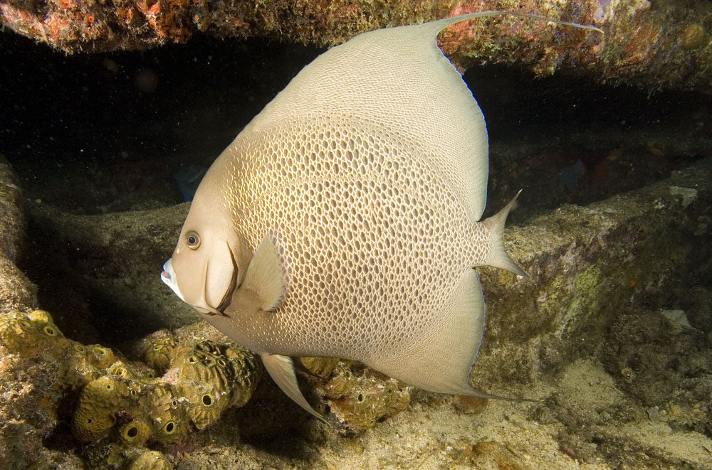 Pomacanthus arcuatus (Pesce angelo arcuato)